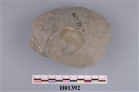 藏品(二枚貝)的圖片